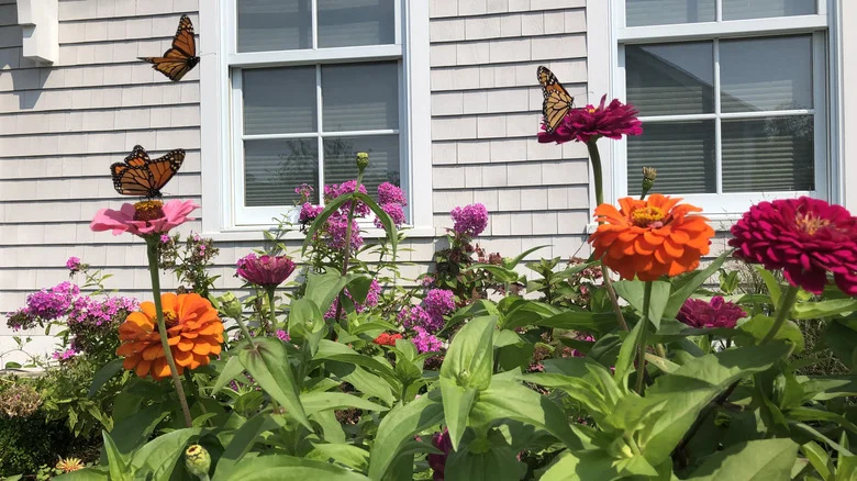 12 End-Of-Summer Plants That’ll Keep Your Garden Full Of Pollinators Through Fall
