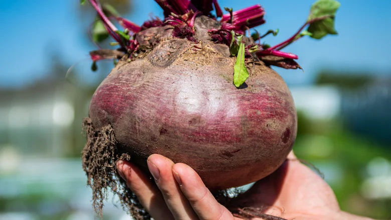 12 Fast-Growing Plants You Should Grow With Beets For A Tasty Harvest In No Time