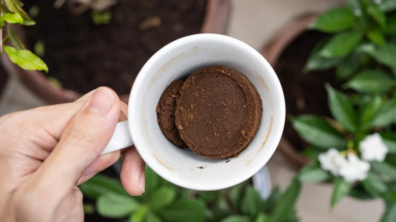 12 Flowers In Your Garden That Will Thrive When You Add Coffee Grounds