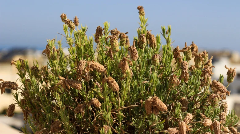 12 Foolproof Ways To Bring Your Dying Lavender Plants Back To Life