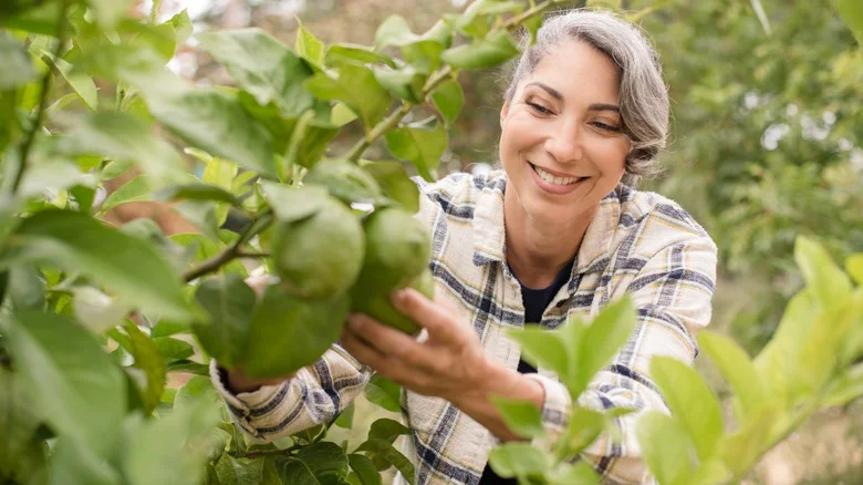 12 Herbs & Flowers You Should Grow Alongside Citrus Trees In The Garden