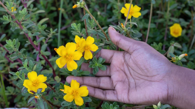12 Low-Maintenance Ground Covers You Can Easily Grow From Seed