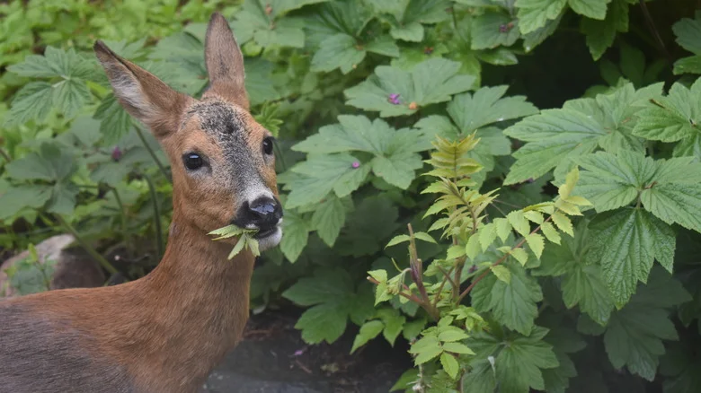 12 Natural Ingredients That Can Repel Deer From Your Yard & Garden