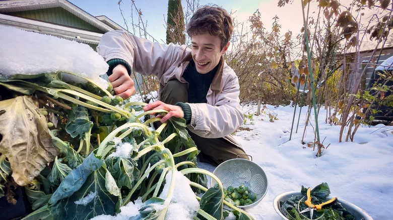 12 Of The Best Vegetables To Grow In October For A Winter Harvest