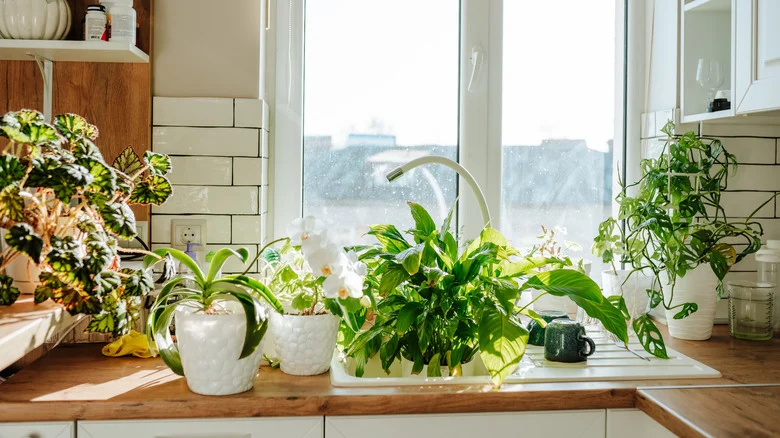 12 Plants You Should Always Style On Your Kitchen Countertop