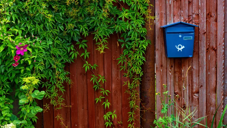 12 Plants You Should Avoid Growing Around Your Mailbox At All Costs