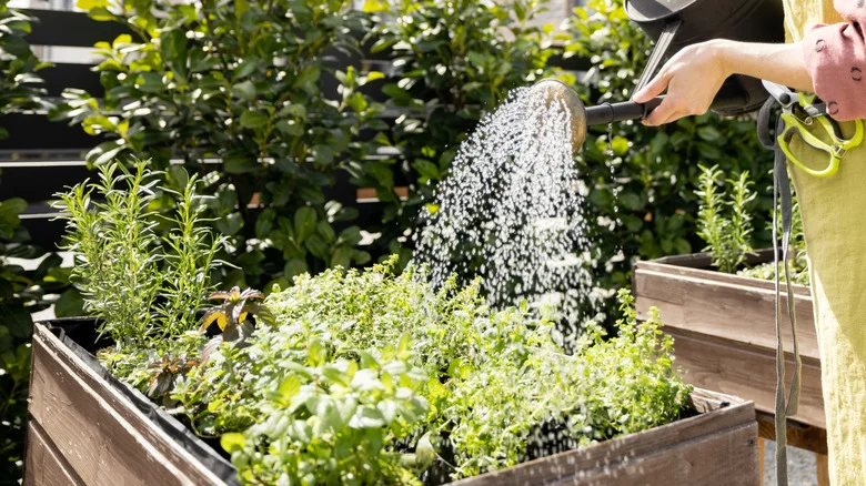 12 Popular Herbs You May Want To Avoid Growing In Your Home Or Garden If You Own Pets