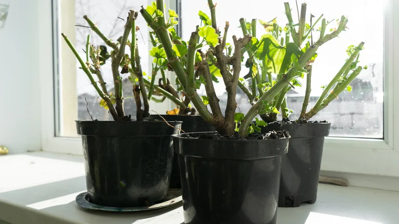 12 Popular Plants That Need To Be Overwintered Before Temperatures Start Dropping