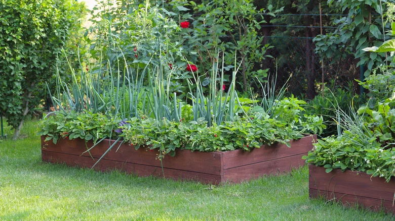12 Popular Vegetables That Don’t Need Frequent Watering To Thrive In The Garden