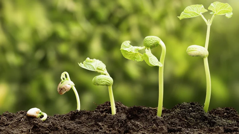 12 Seeds That Take A Long Time To Germinate