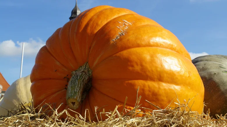 12 Tips To Grow Massive & Fair-Worthy Pumpkins