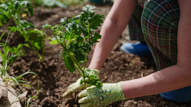 12 Tips To Set Your Tomato Plants Up For Success With A Low-Maintenance Garden