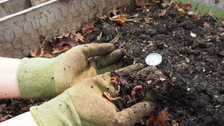 12 Types Of Worms You Can Find In Your Garden (And What They Say About Yard Health)