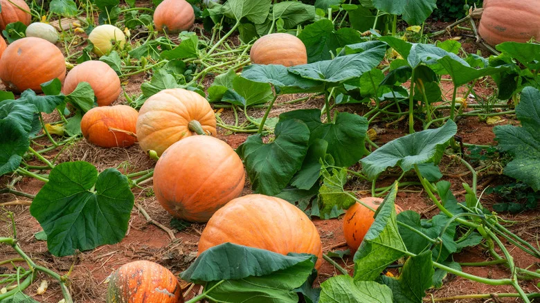 12 Vine Plants That Aren’t Worth Buying As Seedlings