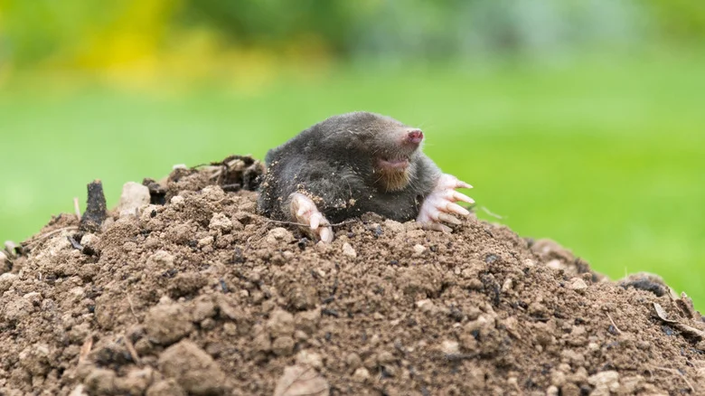 12 Ways That You Could Be Attracting Moles Into Your Yard (And How To Fix It)