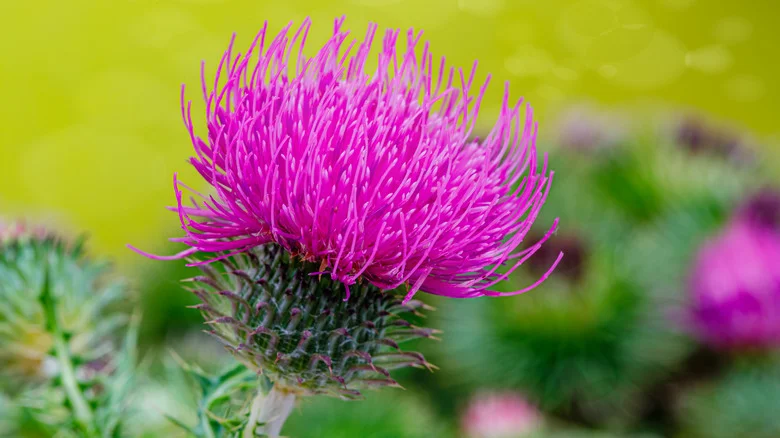 12 Ways To Banish Thistle Weeds From Your Yard