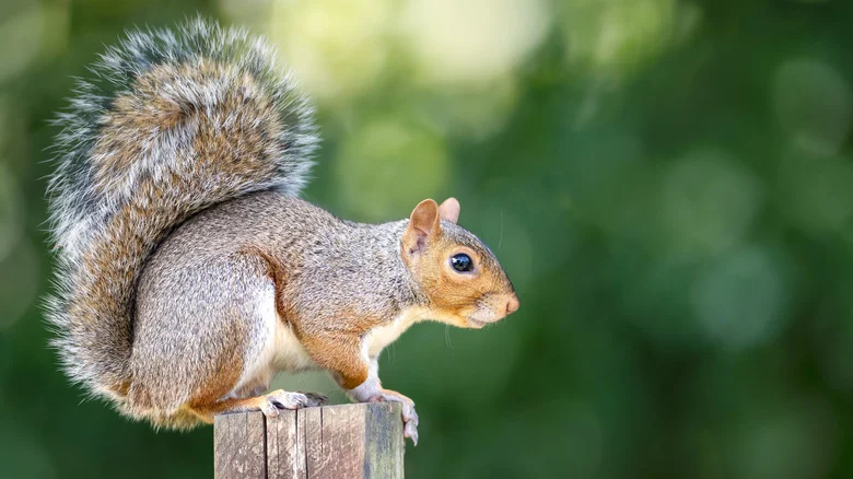 12 Ways To Keep Trespassing Squirrels Off Your Yard Or Out Of The Garden