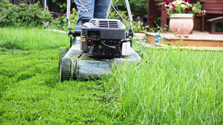12 Ways To Repurpose Your Lawn Clippings For A Healthier Yard And Garden