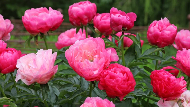 13 Annuals That Will Flower From Spring Through Summer Once Your Peonies Have Faded