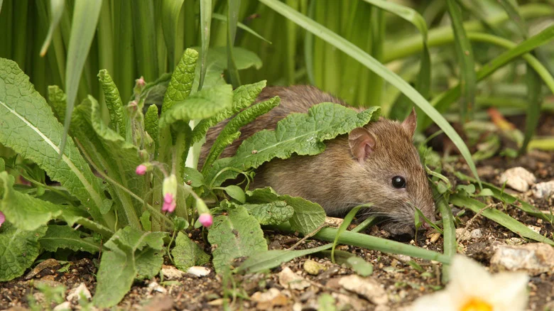13 Beautiful Plants That Keep Rats Out Of The Garden