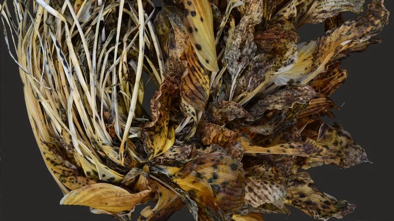 13 Common Mistakes That Are Sure To Kill Your Hostas