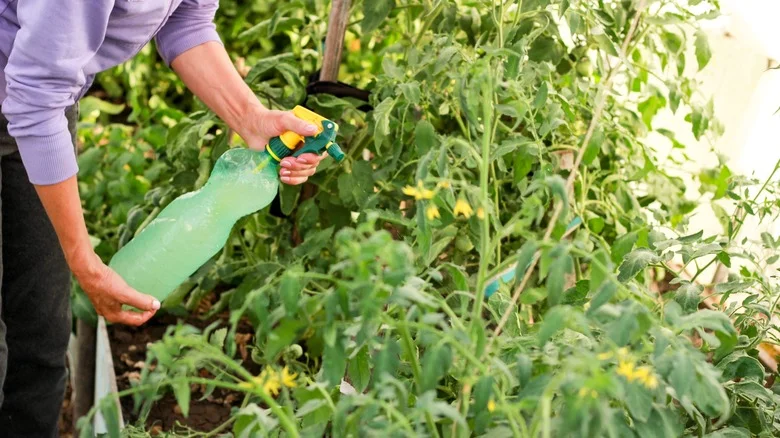 13 DIY Tomato Fertilizers That Will Help Your Plants Thrive
