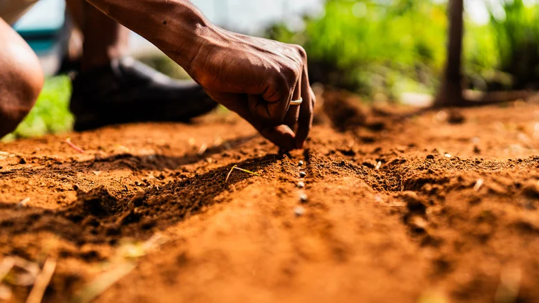 13 Garden Plants That Are Easier To Grow From Seeds Vs Seedlings