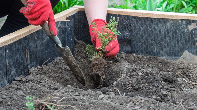 13 Herbs That Flourish When Grown In Raised Garden Beds