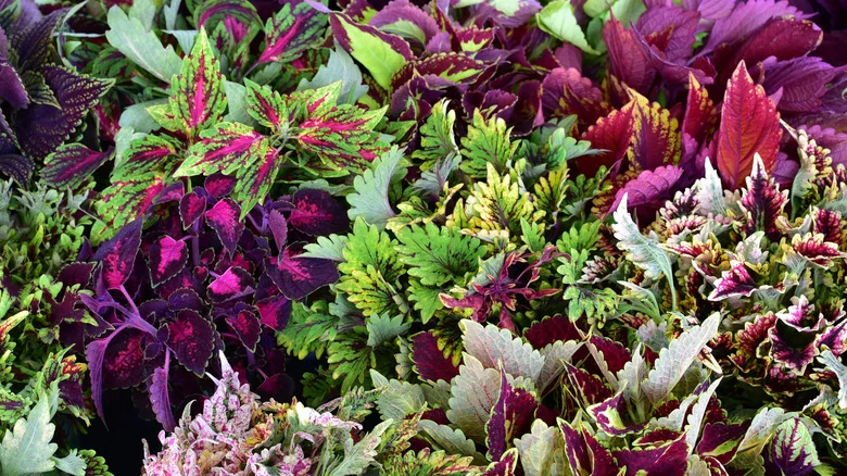 13 Stunning And Unusual Dark Colors Of Coleus You Should Plant In Your Garden