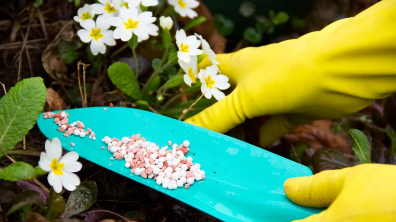 13 Stunning White Flowers To Brighten Up Your Shade Garden