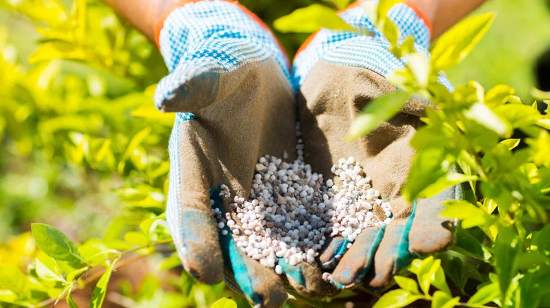 13 Things To Know Before Fertilizing Plants In The Spring