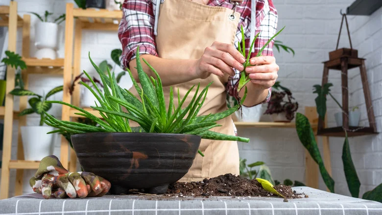 13 Tips For Turning One Aloe Vera Plant Into An Endless Amount For Decades