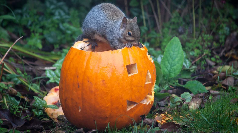 13 Ways To Prevent Squirrels From Eating The Pumpkins In Your Garden