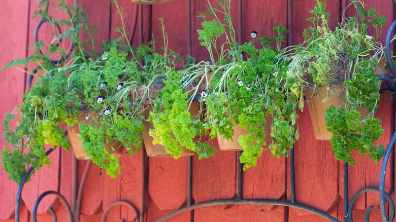 14 Flavorful Herbs That Will Thrive When Grown In Hanging Baskets