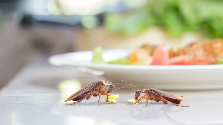 14 Indoor And Outdoor Plants That Roaches Cannot Stand From House Digest’s Master Gardener
