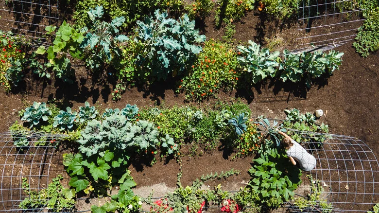 14 Leafy Greens You Can Still Plant And Grow In Late Summer