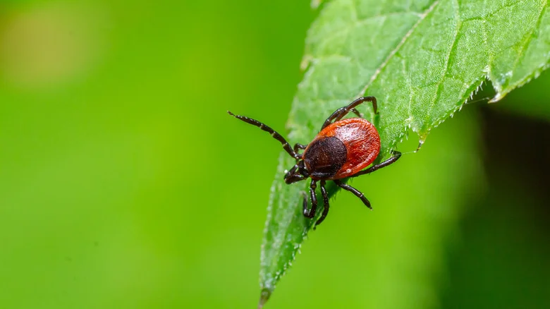14 Plants With Smells That Ticks Can’t Stand