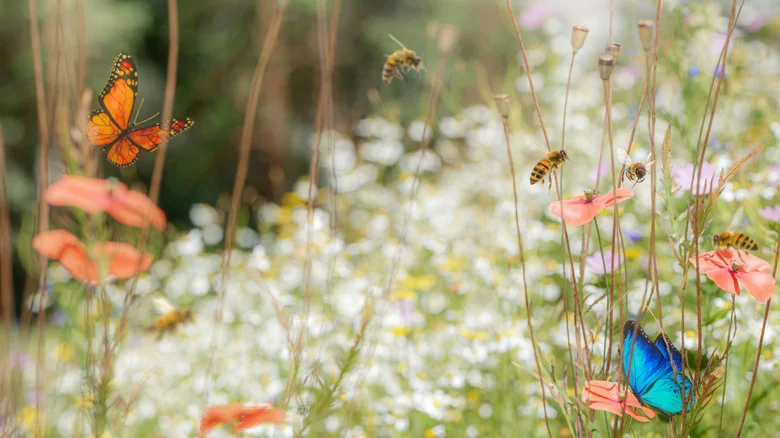 14 Reasons That Pollinators Aren’t Coming To Your Garden