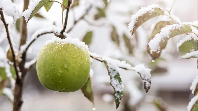 14 Steps To Do In October To Winterize Your Fruit Trees