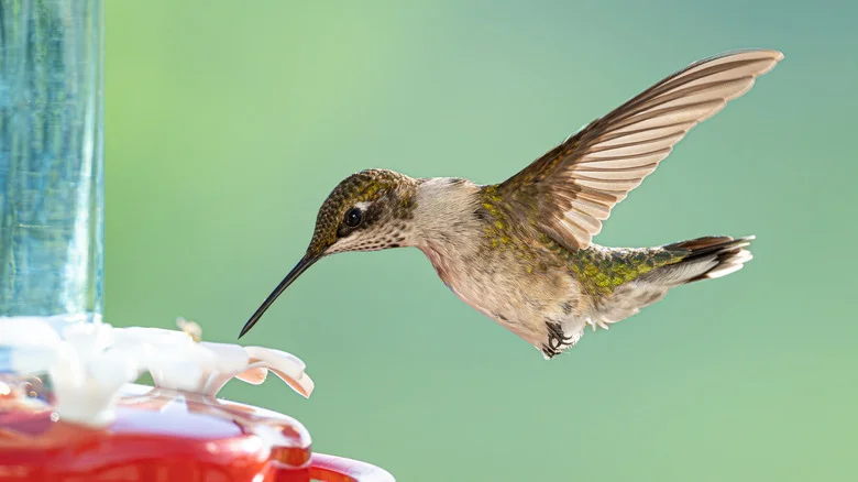 14 Things To Do In Your Yard & Garden That Help Hummingbirds Survive Fall Migration