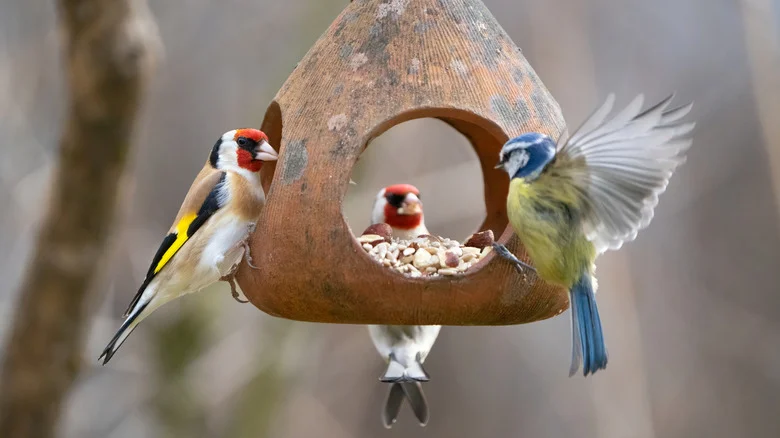 14 Thrift Store Finds You Can Turn Into Features Birds Will Love