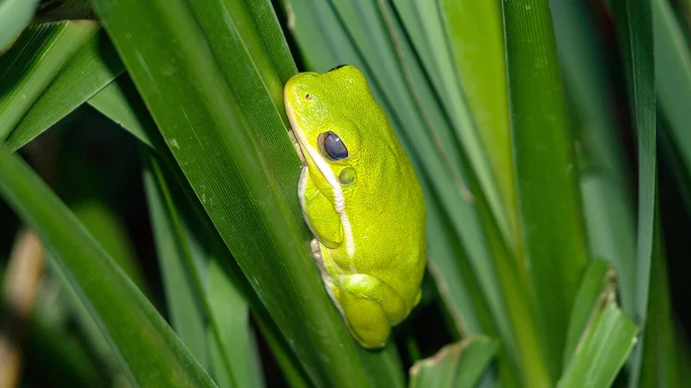 14 Tips To Encourage Frogs To Use The New Habitat In Your Yard