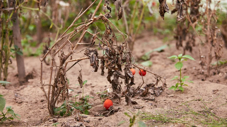 14 Ways To Revive Dying Plants & Sad Garden Beds