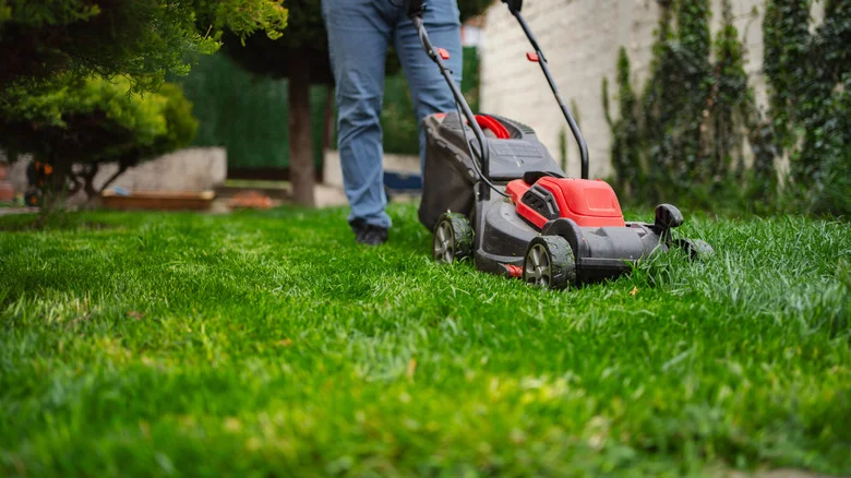 14 Weird Things That Can Happen To Lawns