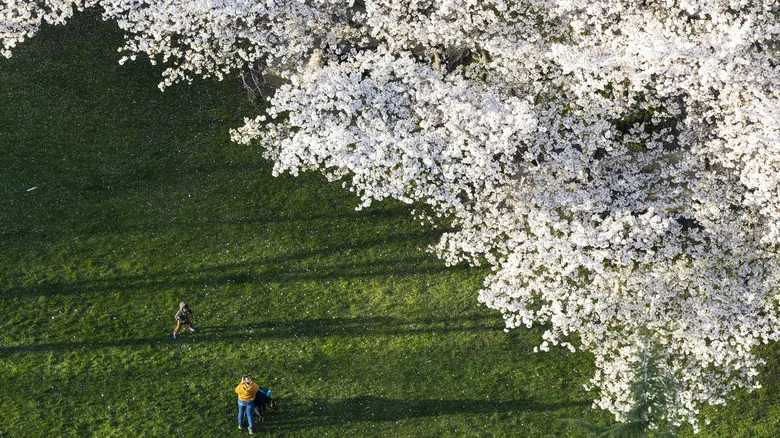 15 Best Trees With White Flowers