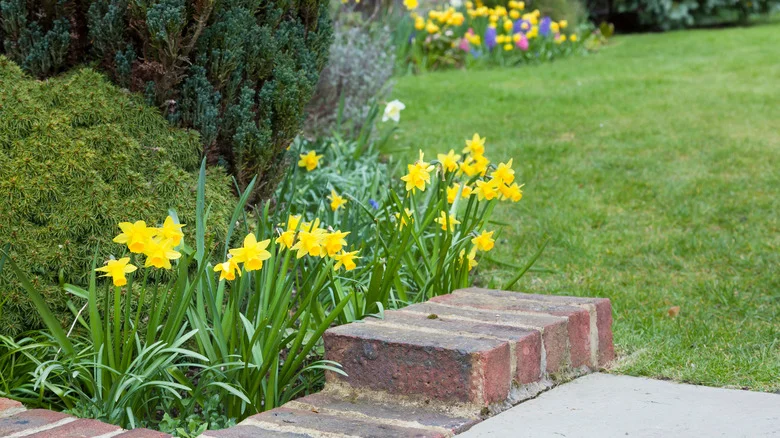 15 Colorful Flowers Perfect For Spring Border Gardens