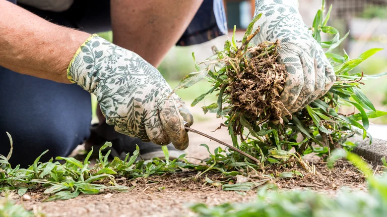 15 Common Household Items That Can Be Repurposed To Help Control Weeds
