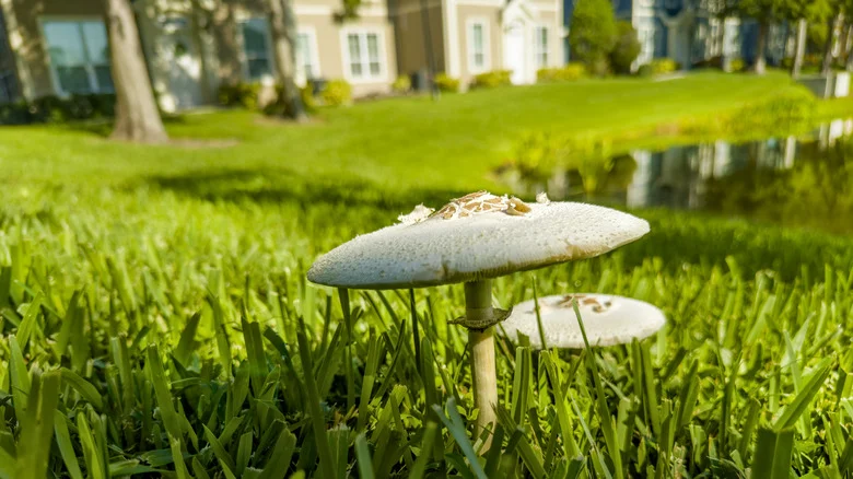 15 Deadly Mushrooms That Could Be Growing In Your Backyard