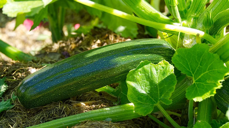 15 Easy Tips For Growing Zucchini Plants