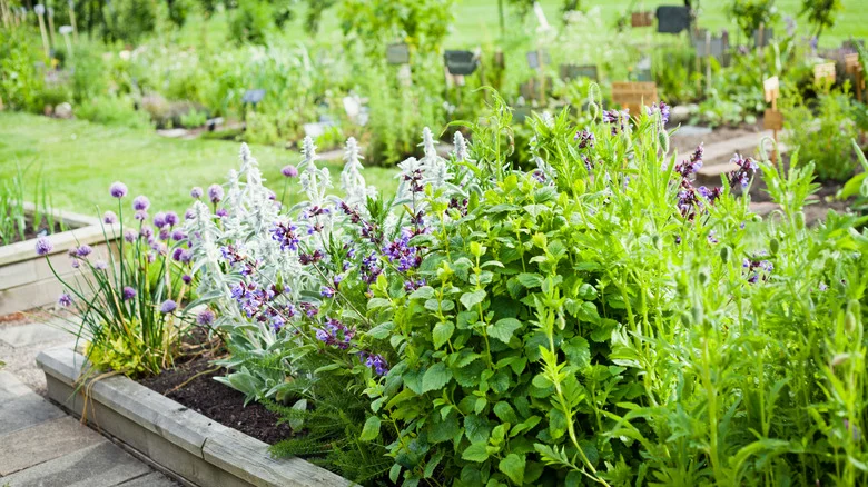 15 Herbs Perfect For Growing In Your Backyard Garden